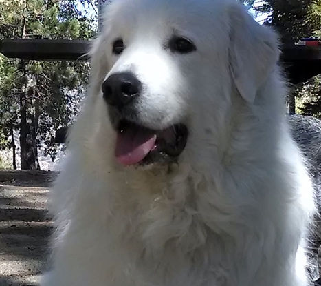 ellie pic.jpg