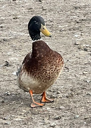 Dexter Drake, the welsh harlequin looking gorgeous