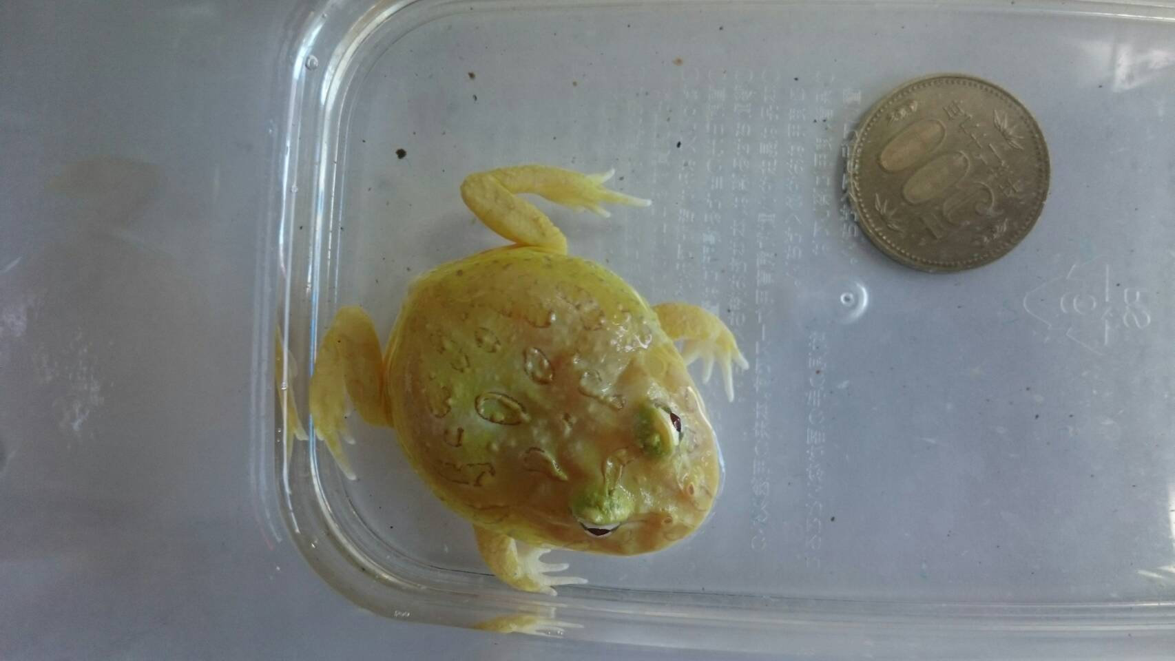 クランウェルツノガエル ライムグリーンアルビノ St Trading