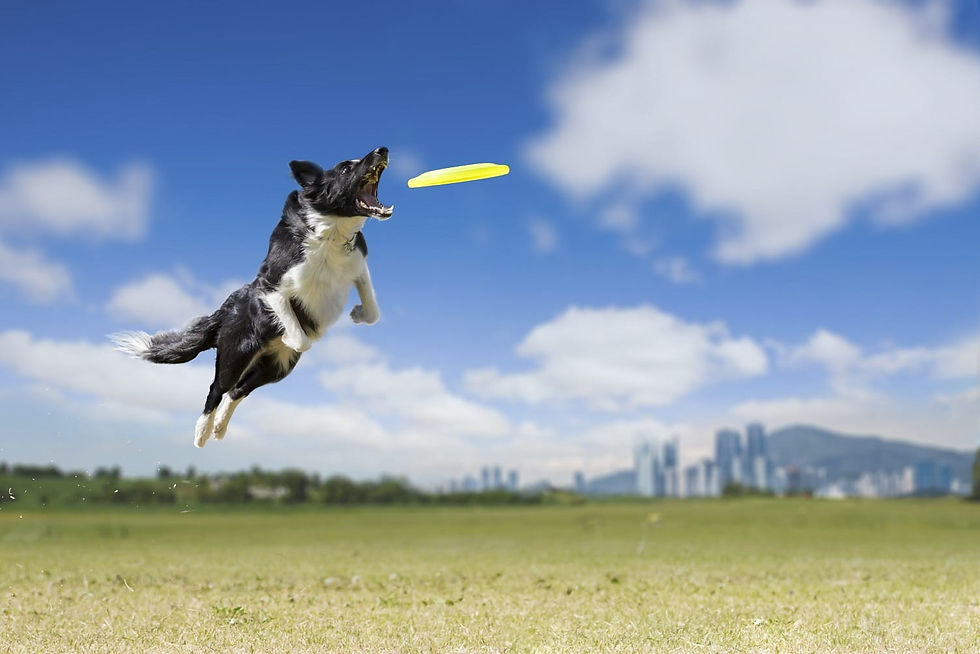 5 Steps To Frisbee Catch Style 