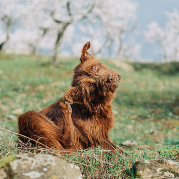 How To Avoid Fleas!