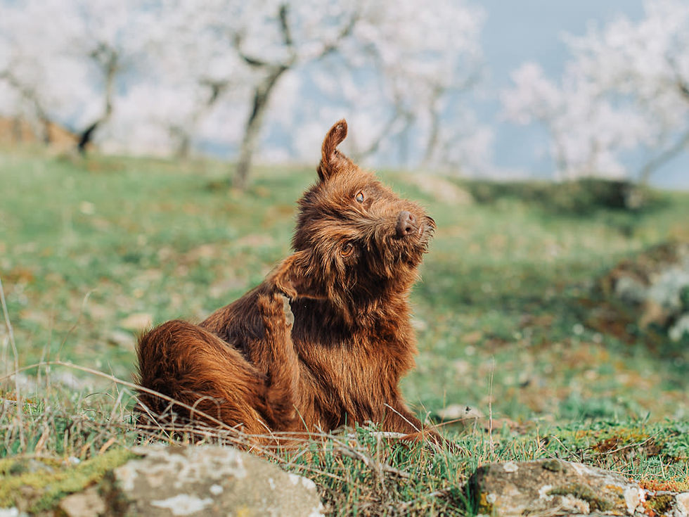 How To Avoid Fleas!