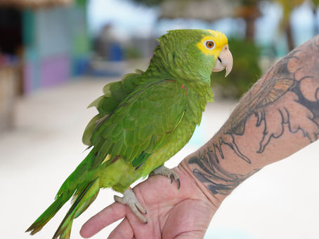 Private Island Belize: How to Experience a Private Caribbean Island Without Spending a Fortune