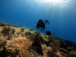 Best Scuba Diving in the Caribbean: A Belize Expert's Guide