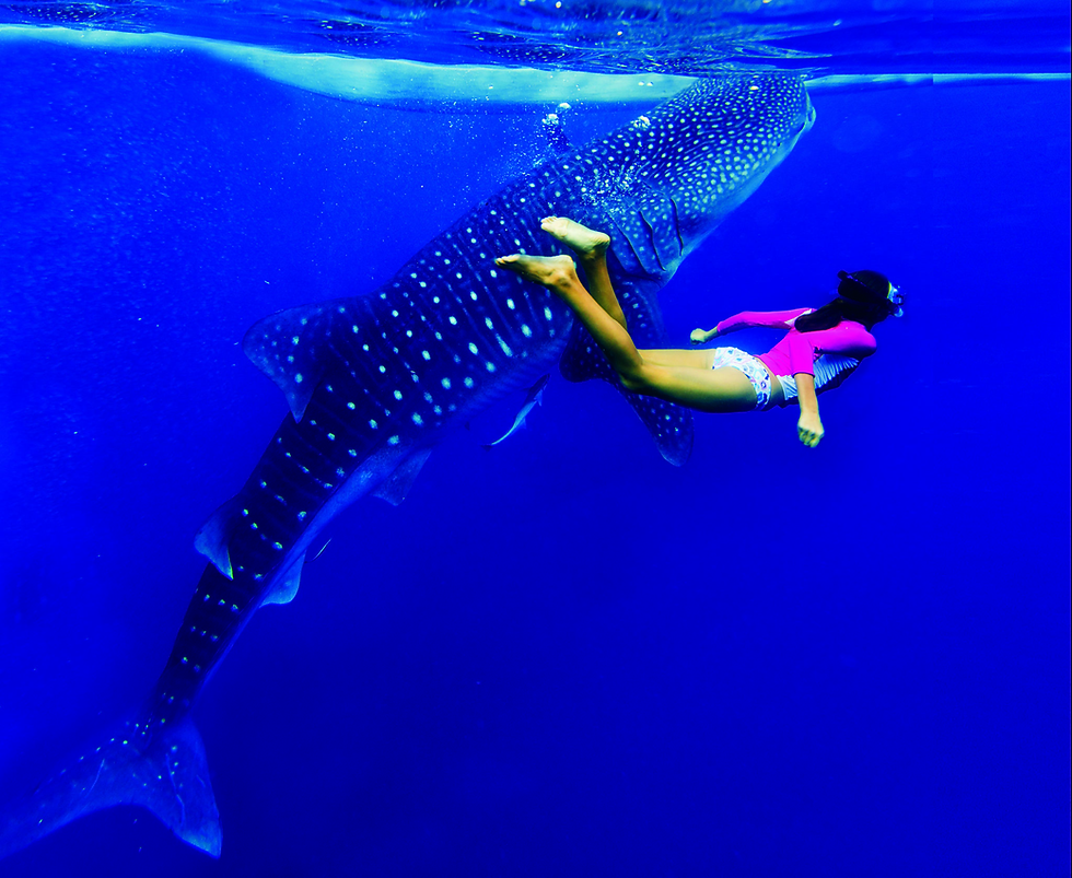 whale shark diving near Placencia Belize