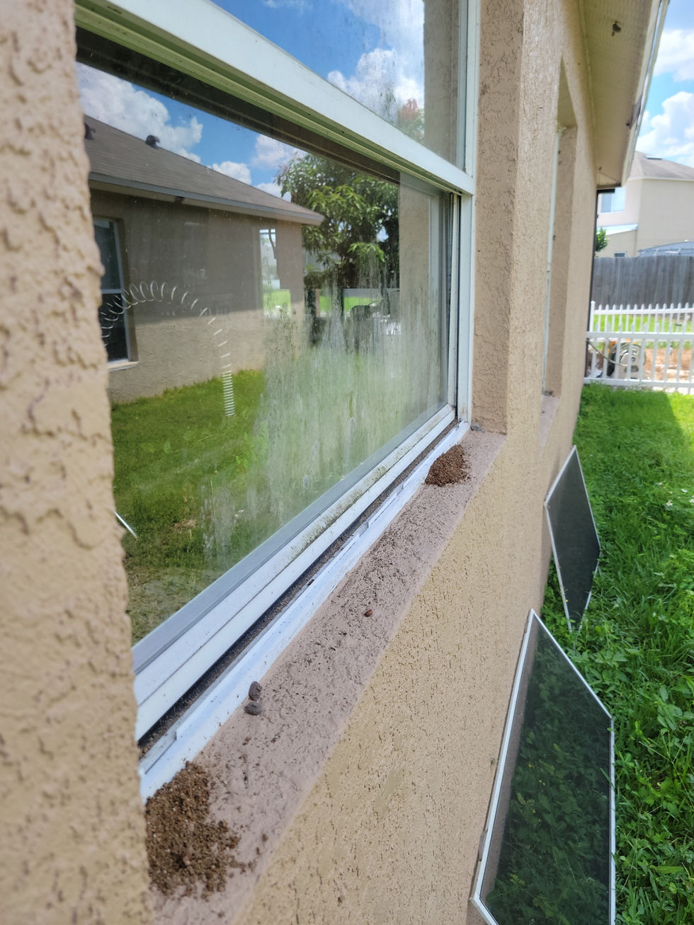 Before/after exterior window cleaning in Tampa
