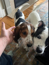 Tango and Newman 4.jpg