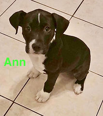 Ann.jpg