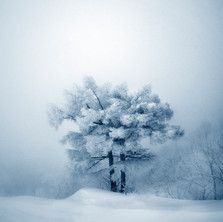 White Beauty - Vol I