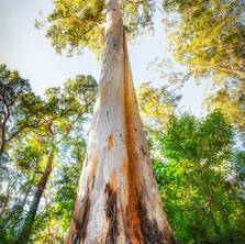 Standing Tall