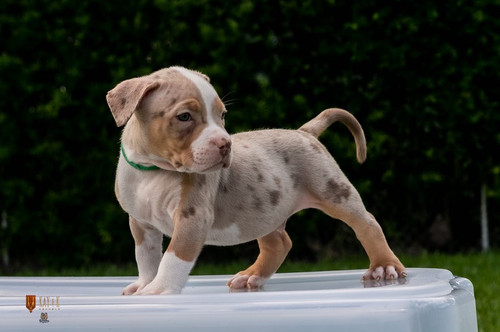 American Bully Champagne Color Champagne American Bully With Blue