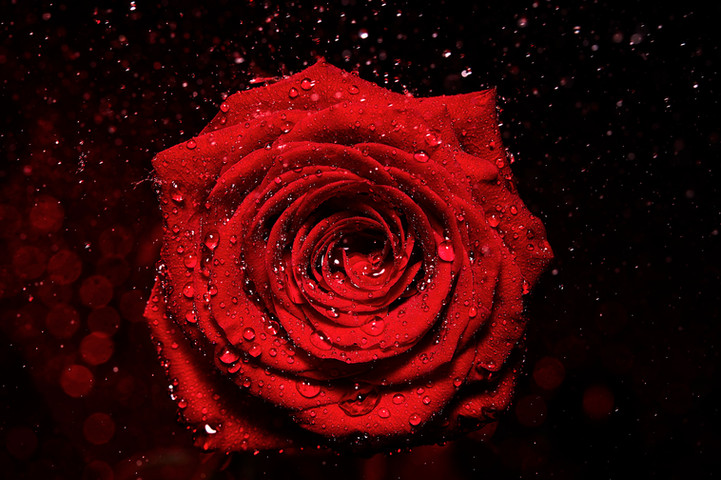red flower
