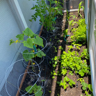 Plants grown from seed in a small space garden
