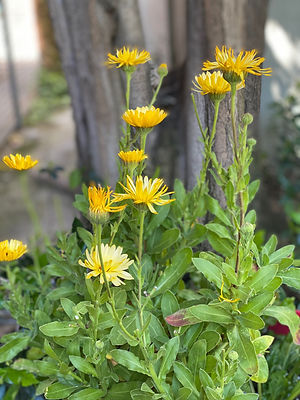 Calendula.jpeg