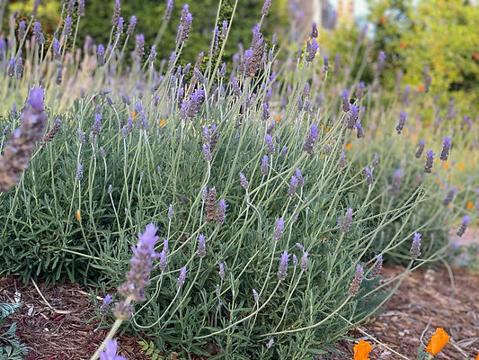 Lavender.jpeg