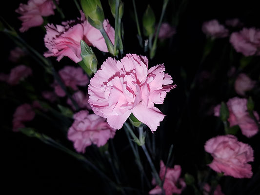 dianthus.jpeg