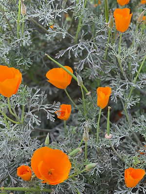 Poppy.jpeg