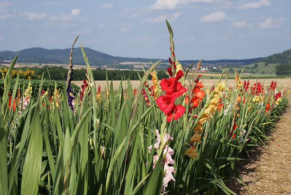 Gladiola_el.jpeg
