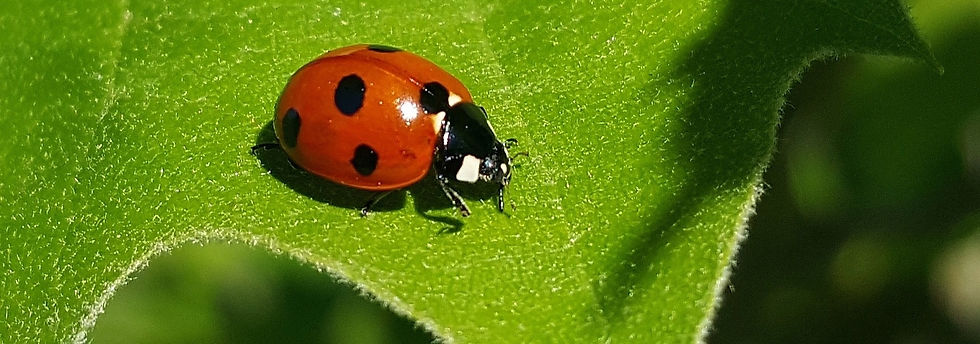 ladybug closeup_edited_edited.jpg