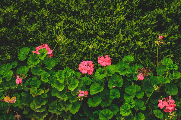 geranium.jpeg