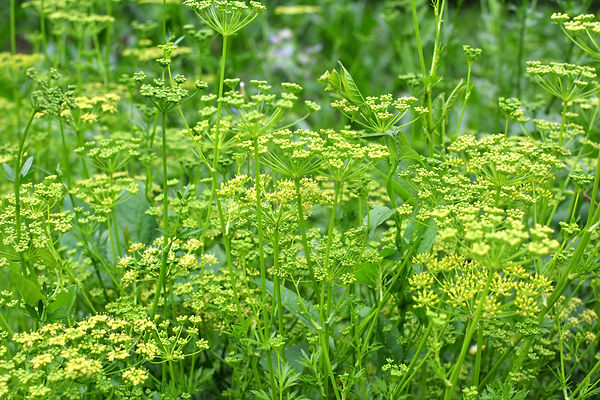Parsley_el.jpeg