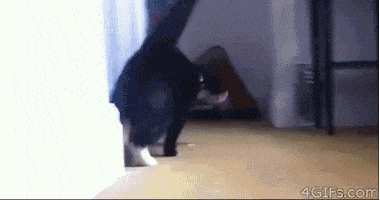 200.gif