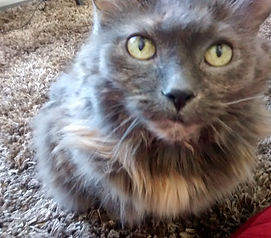 Cat, Long haired cat, feline