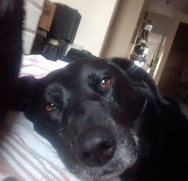 Dog, Lazy Dog, Pet Sitting