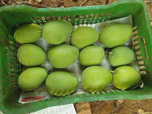 Thumbnail: Banganapalli/Benisha ( 3 Kg Box )