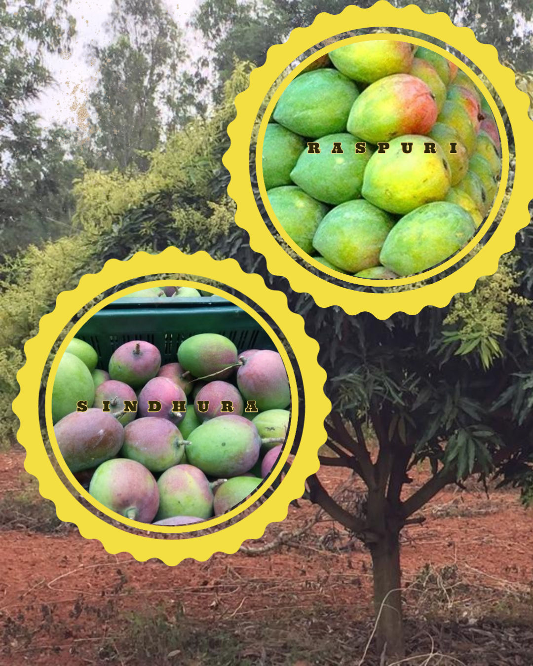 Raspuri and Sindhura ( 3 Kg Box )