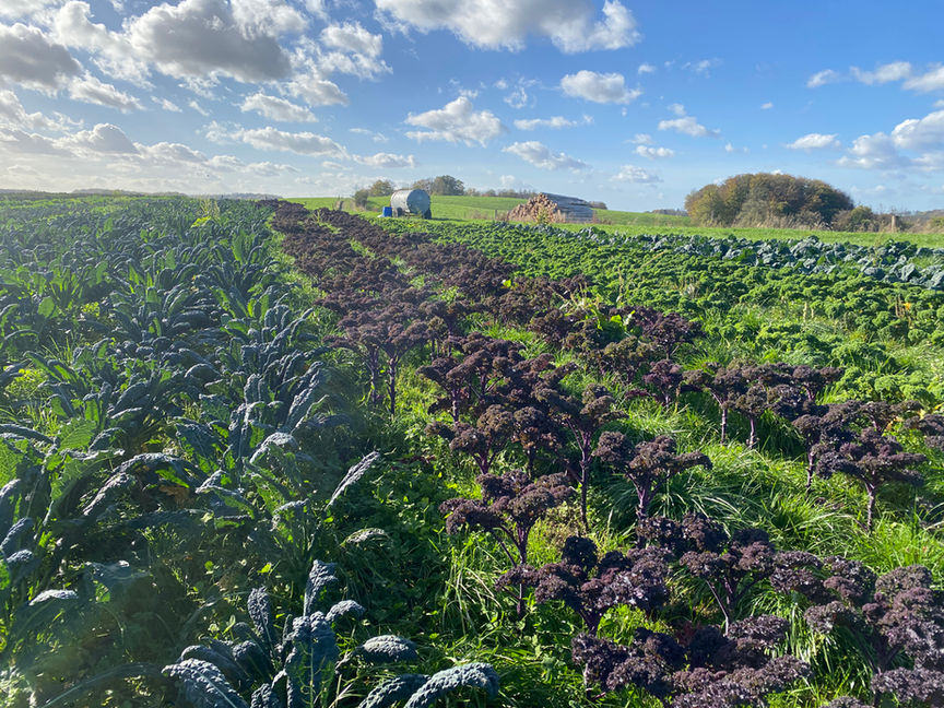 Winteracker im Snnenlicht