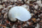 Nautilus Flinders Island
