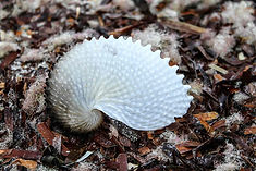 Nautilus Flinders Island