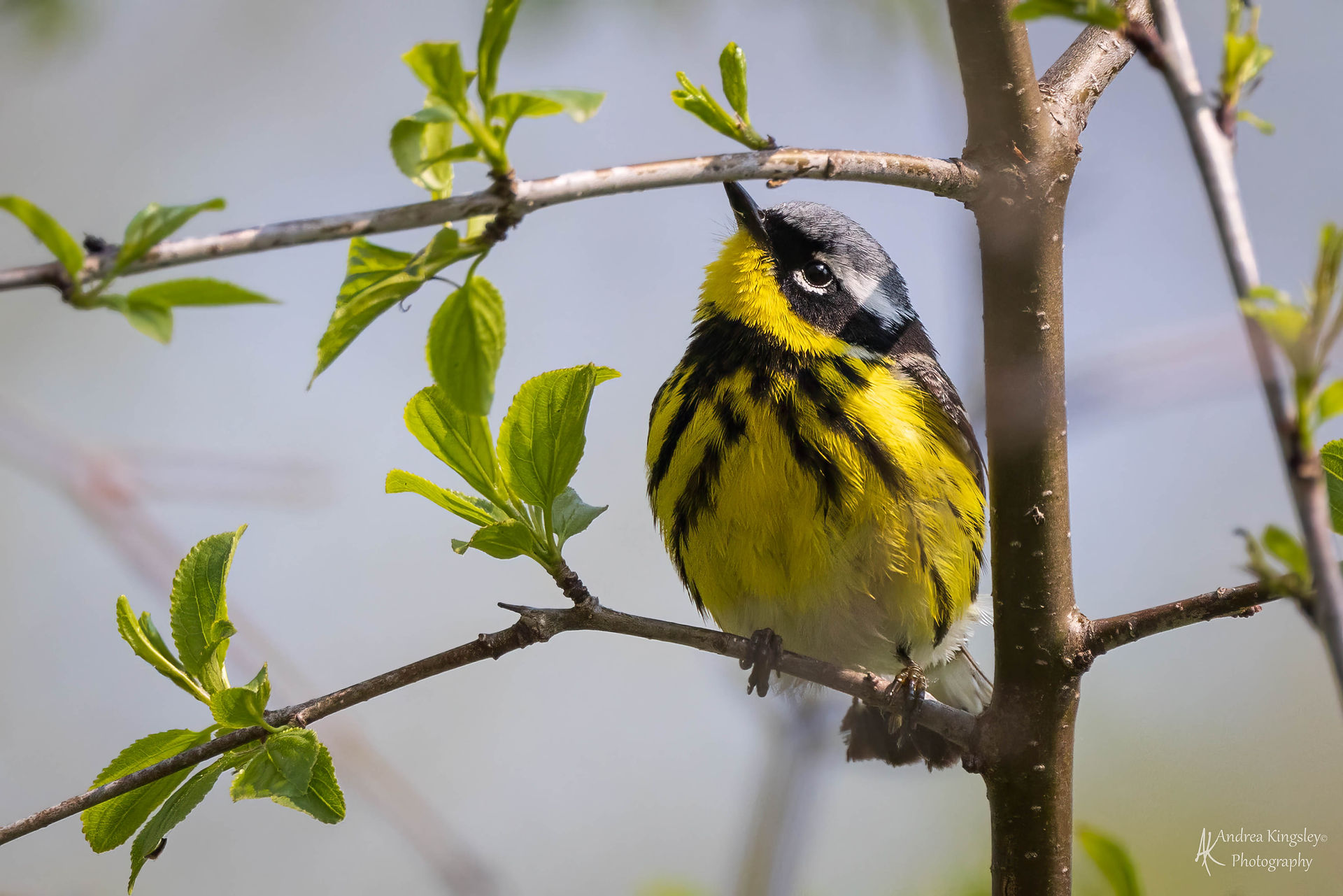 Magnolia Warbler