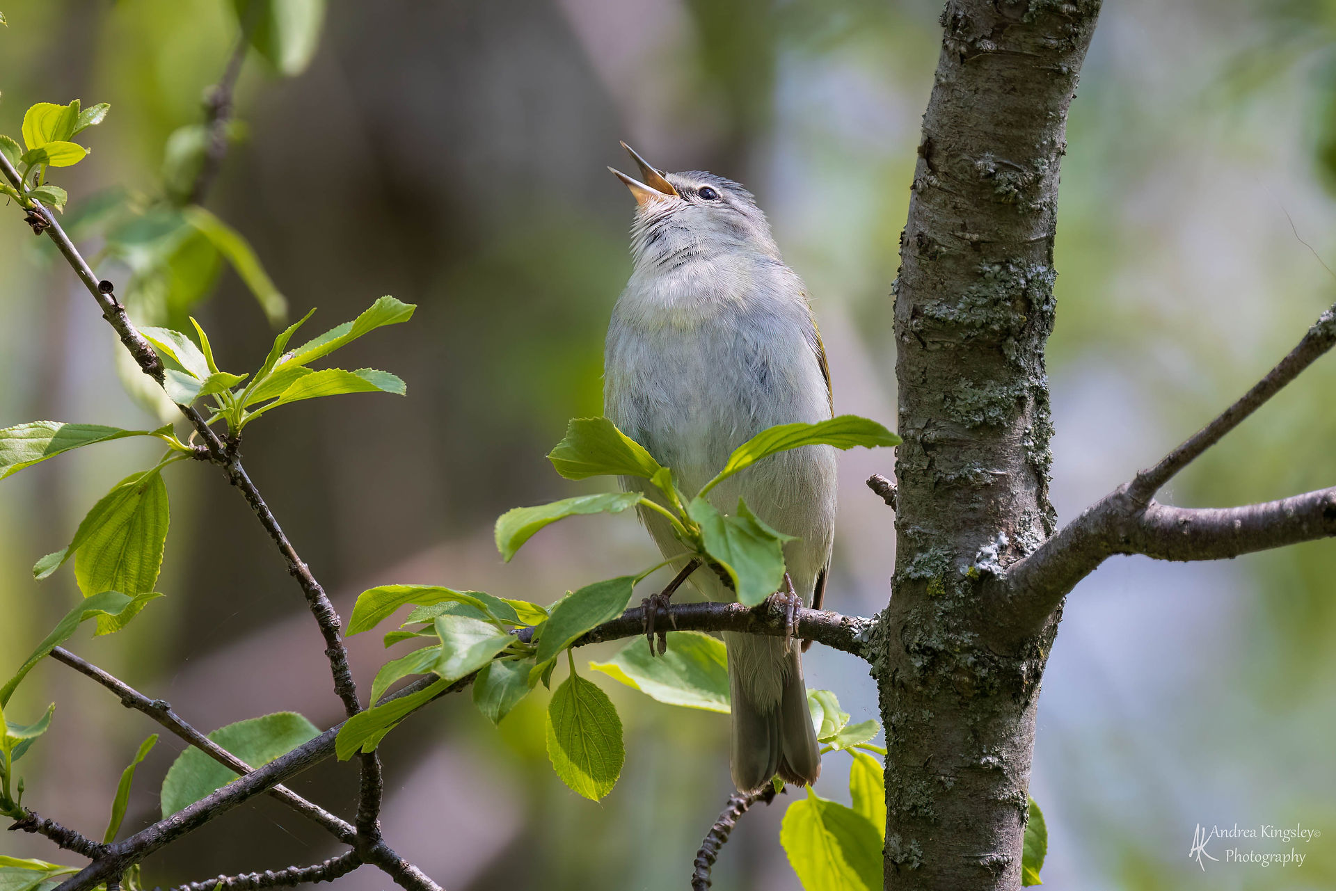 Tennessee Warbler