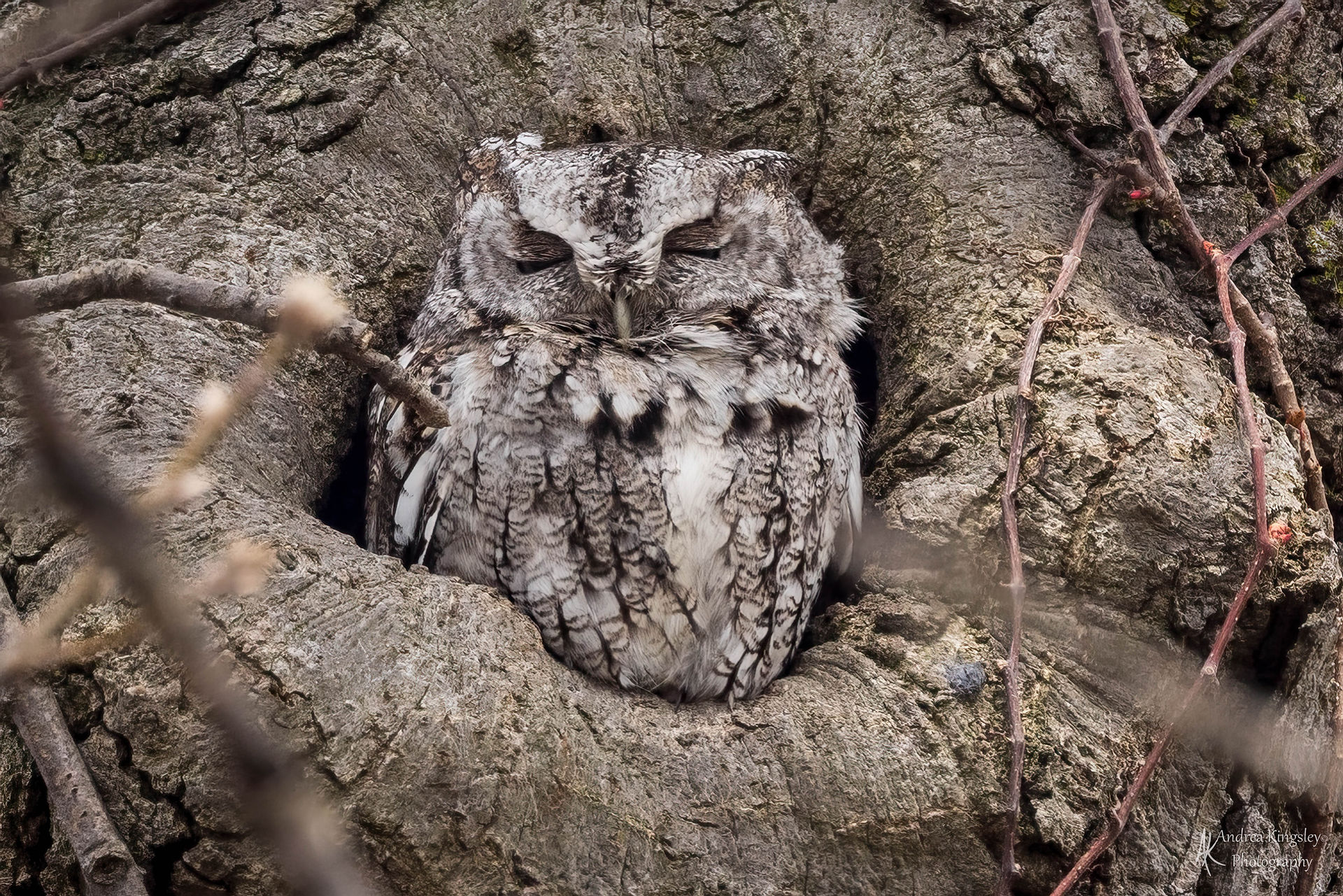 Eastern Screech Owl