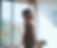 Gombo artist, artistic performance, exhibitions