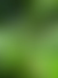 Caratteristiche e qualità della pianta di eucalipto