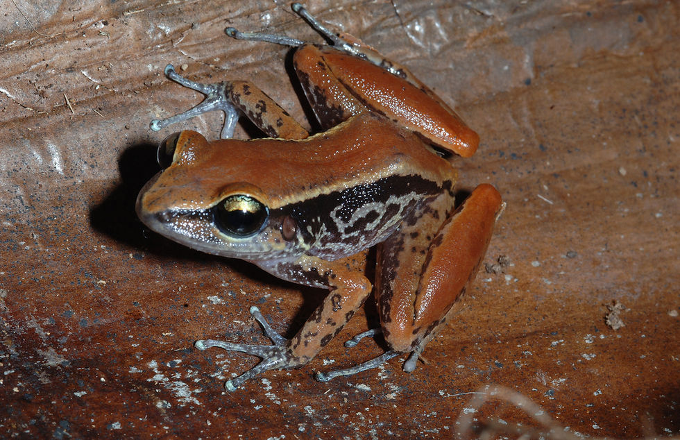profile-coqui-caoba-macho-1.jpg
