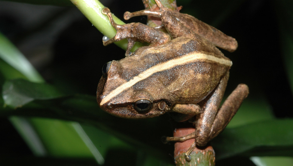 profile-coqui-comun-13.JPG
