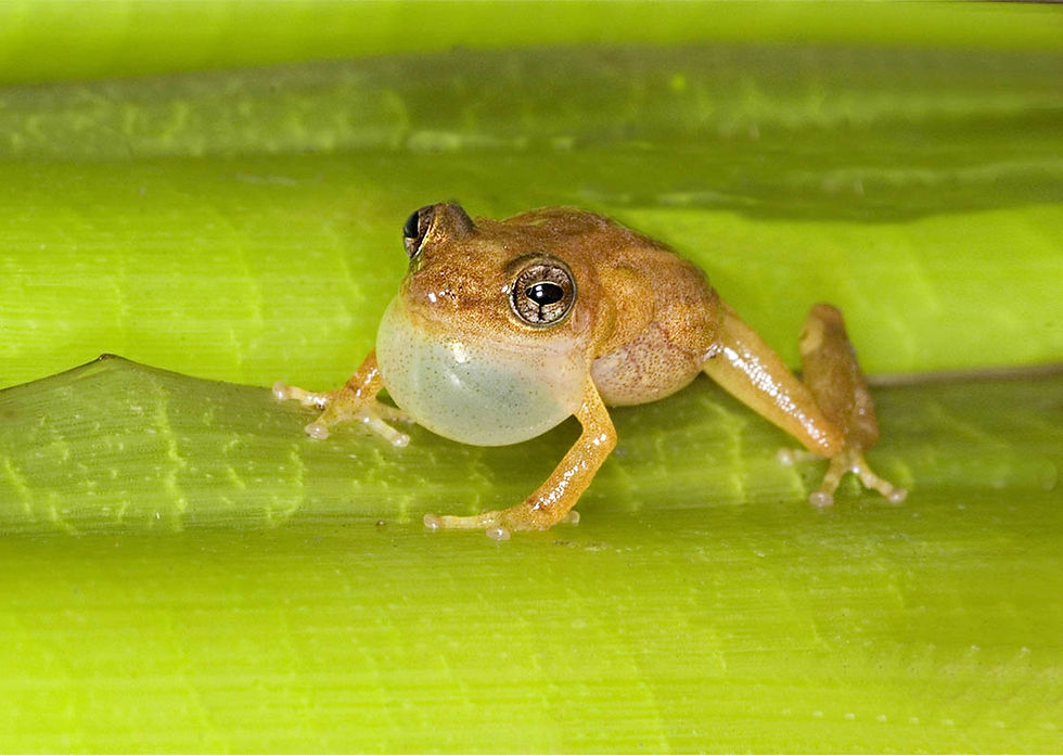profile-coqui-juan-rivero-1.jpg
