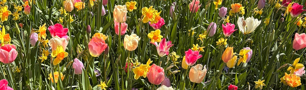 Bright field of mixed tulips and daffodils