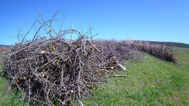 März 2021 – Schnipp Schnapp, Wassertriebe ab