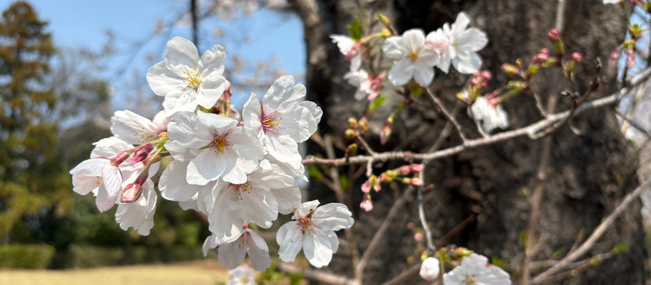 春🌸