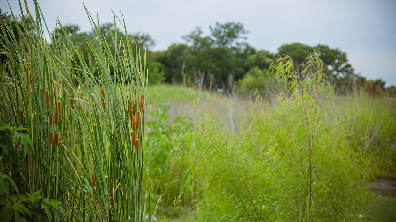 Cattails Landscape.jpg