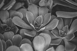 green%20leafed%20plant_edited.jpg