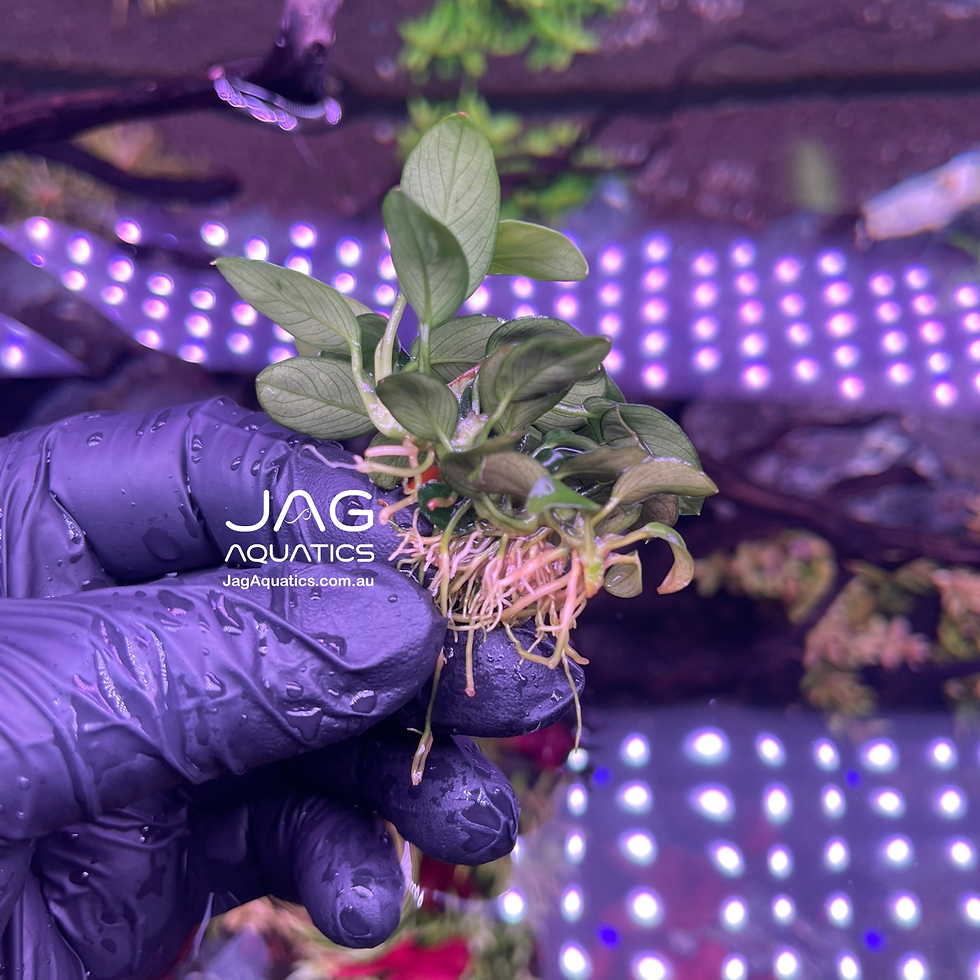 Thumbnail: Anubias Nana Petite 12 - 15 Leaves