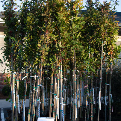 PLANT NATIVE ROOTS: Pick up a free tree at Legion Stadium this Friday and Saturday