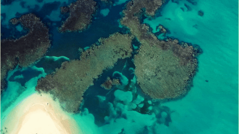 Untitled design (11).gif