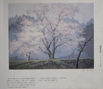 さくら（美術年鑑社）